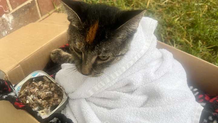 Help Sharnell Bring Ms Kitty Home campaign photo, 1 of 3