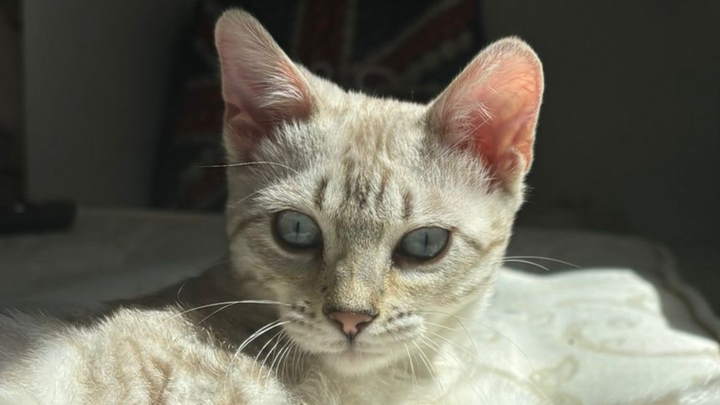 Meela the bengal campaign photo, 1 of 4