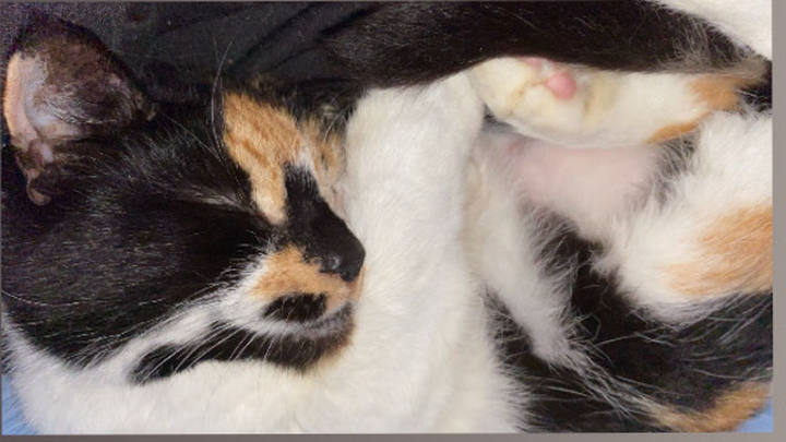 Donate to pay for my cat's surgery campaign photo, 1 of 7
