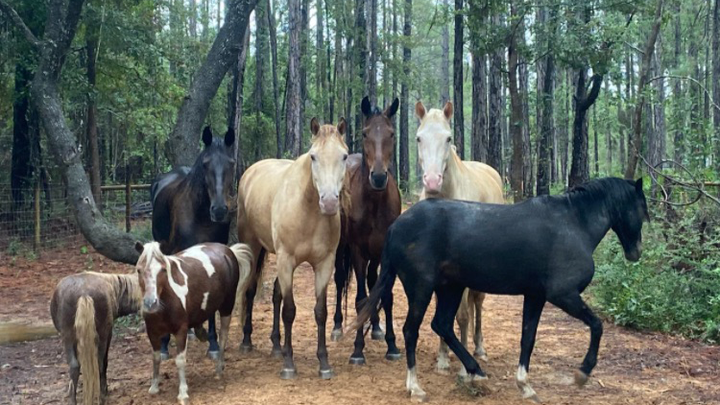 Help Thomas Improve Veterans' Horse Care campaign photo, 1 of 4
