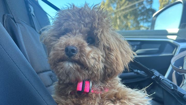 Help Save Hazel — Recovering from Tick Paralysis campaign photo, 1 of 5