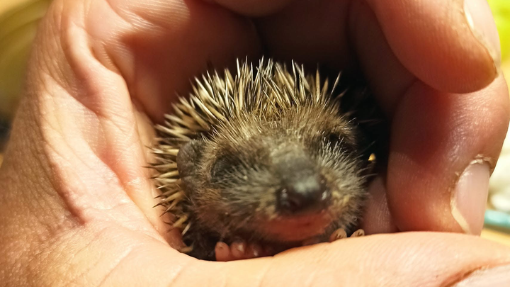 Bitte hilf uns kleine Igel leben zu retten campaign photo, 1 of 8
