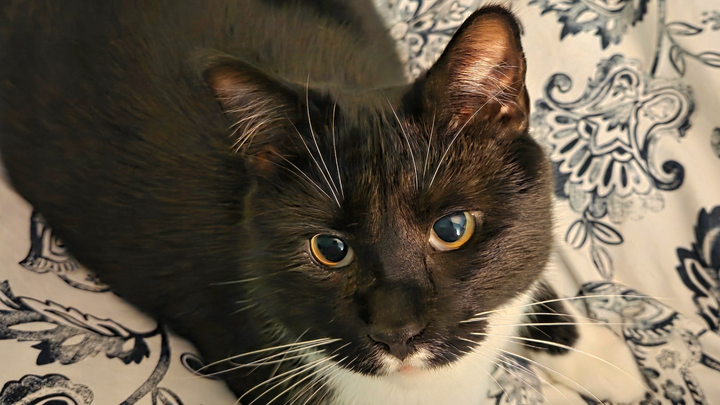 Bring Rizzy Home: Help Us Reach Our Goal campaign photo, 1 of 7