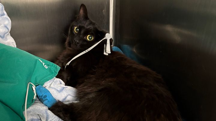 Save Newt’s Life campaign photo, 1 of 8