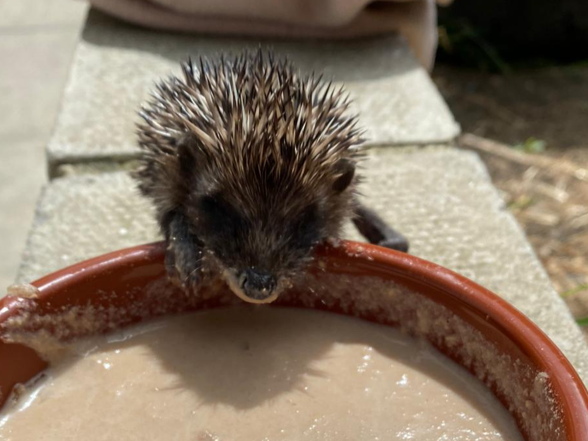 Helping Hedgehogs July- September 2025 campaign photo, 1 of 4