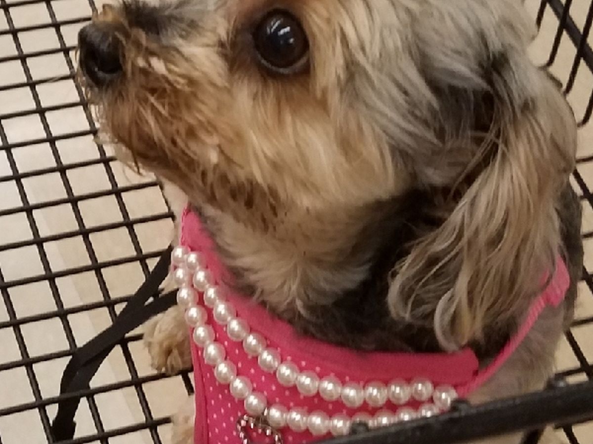 Fundraiser by Connie Lowery : Help Belle get her surgery