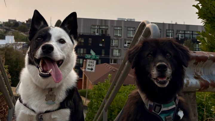 30 Mile Dog Walk for American Cancer Society campaign photo, 1 of 5