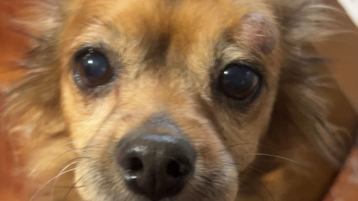 Help Chloe Overcome Her Tumor campaign photo, 1 of 8