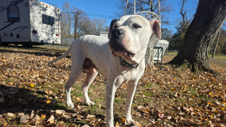 Donate to Ease Maggie's Pain campaign photo, 1 of 8
