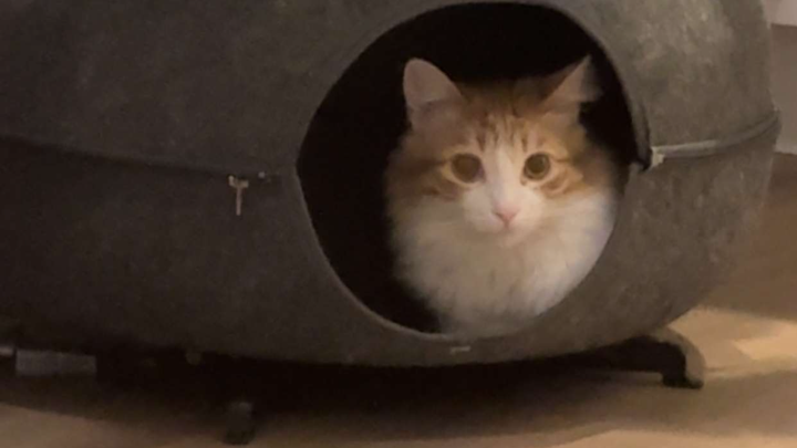 Support Trae's Beloved Cats in Their Time of Need campaign photo, 1 of 7