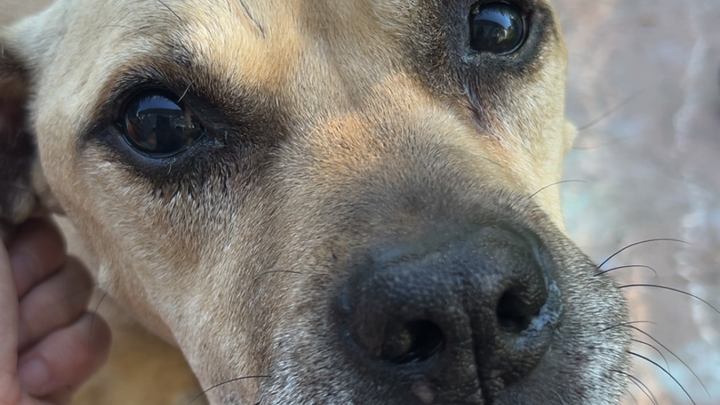 Main fundraiser photo