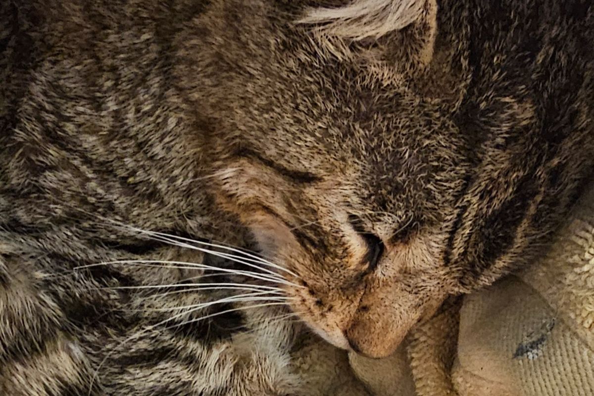 Rico　フォロー割 Fundraiser by Christopher Pak : Help Zoro Get Medical Care and a