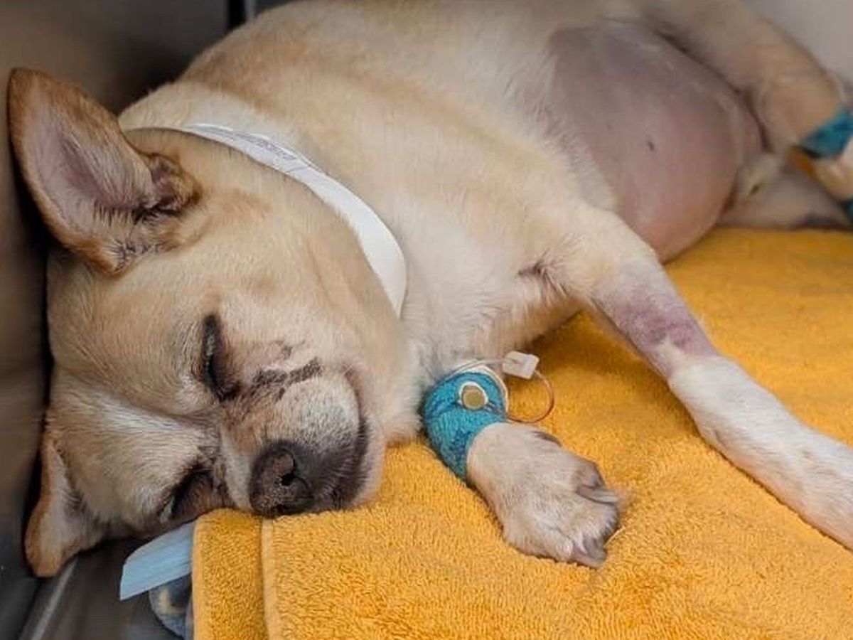 Support Quill's Medical Recovery campaign photo, 1 of 7