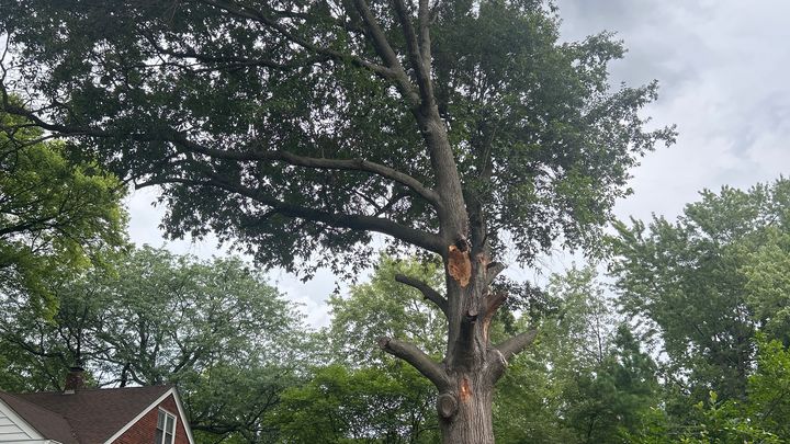Help Sunshine Remove a Dangerous Tree campaign photo, 1 of 7