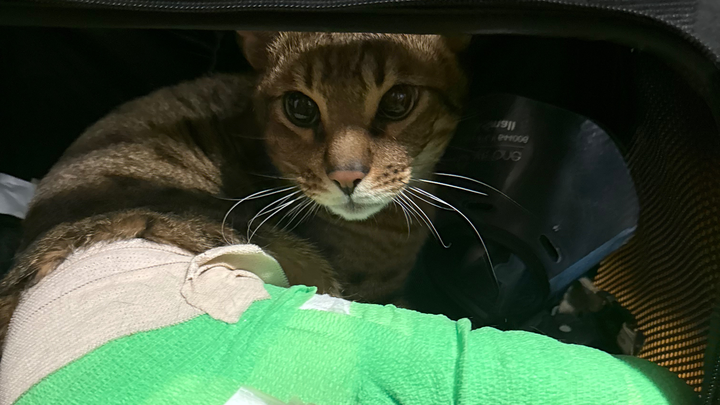 Help Milan Get Urgent Surgery and Heal campaign photo, 1 of 4