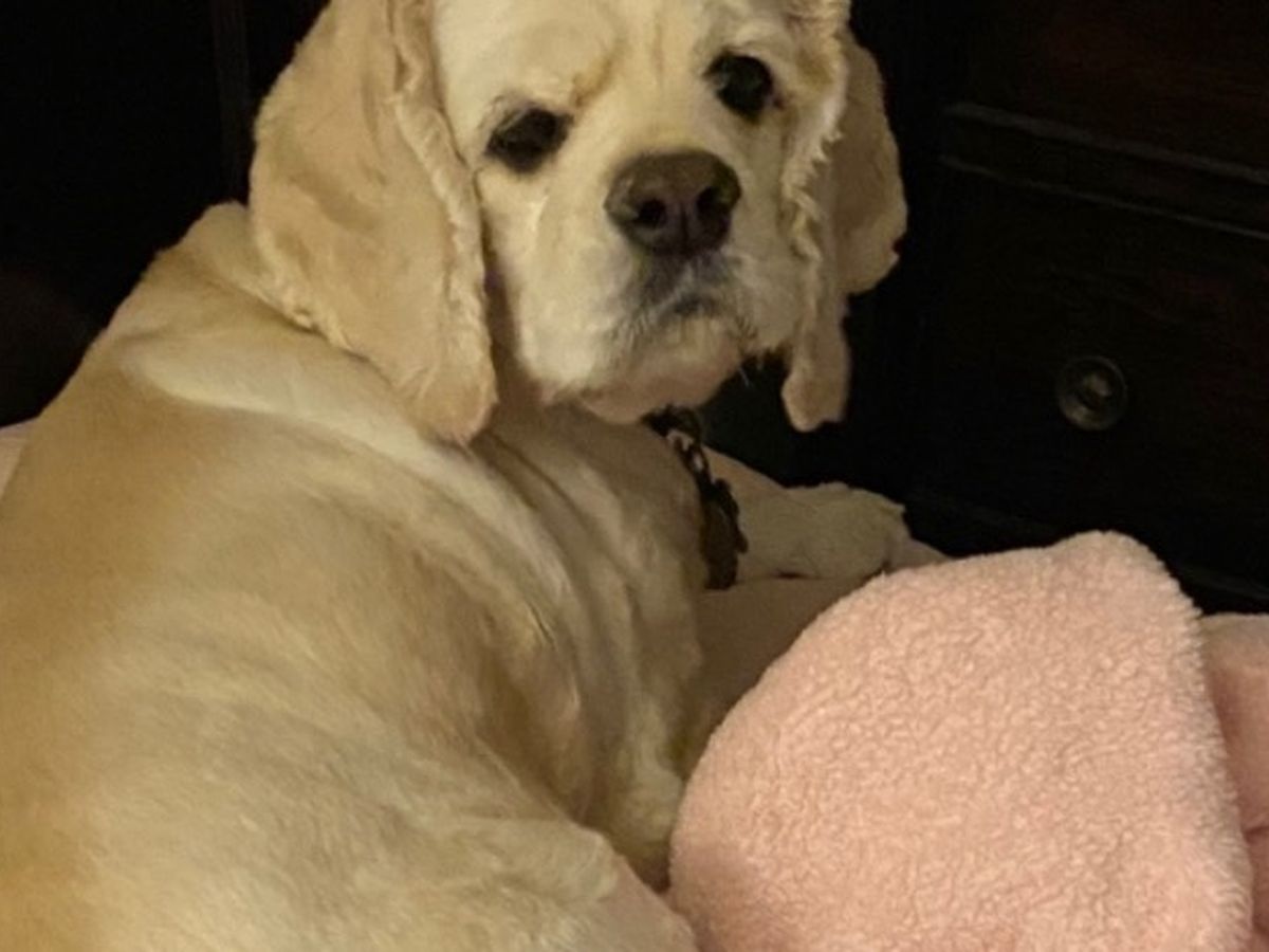 Sully Surgery Fundraiser by Kathleen Colandrea : Pattys dog Sully’s surgery