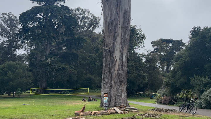 Help Us Find SF’s Tallest Tree campaign photo, 1 of 6