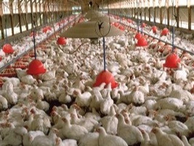 Donate to Feasibility Study - Ghana's Poultry Industry