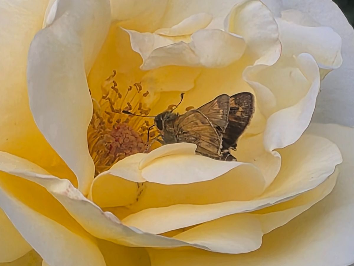Fundraiser’s main image