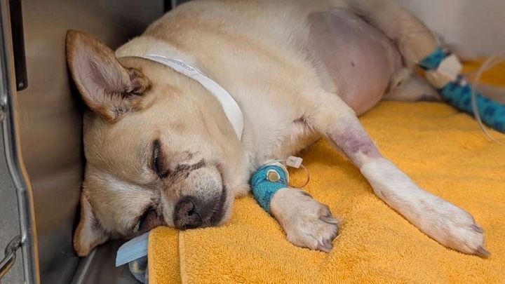Support Quill's Medical Recovery campaign photo, 1 of 7