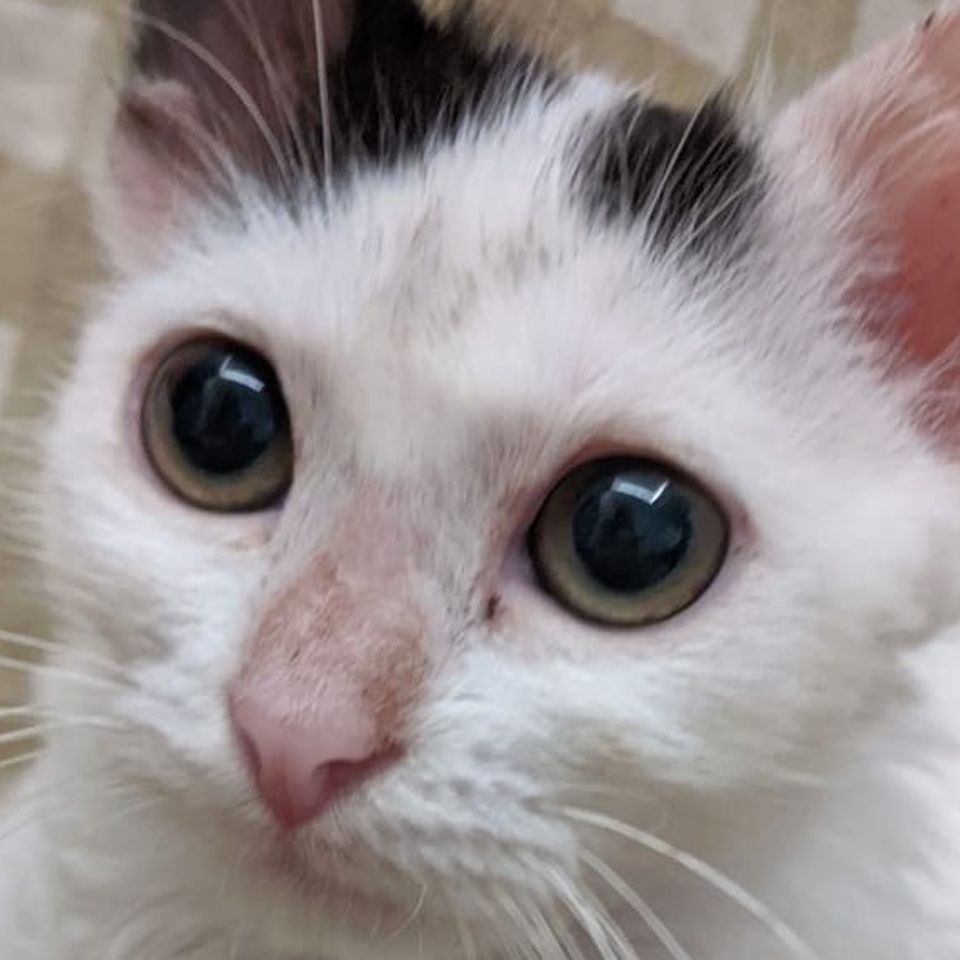 Fundraiser By Kasey Hungerford Help Stray Cats In Turkey