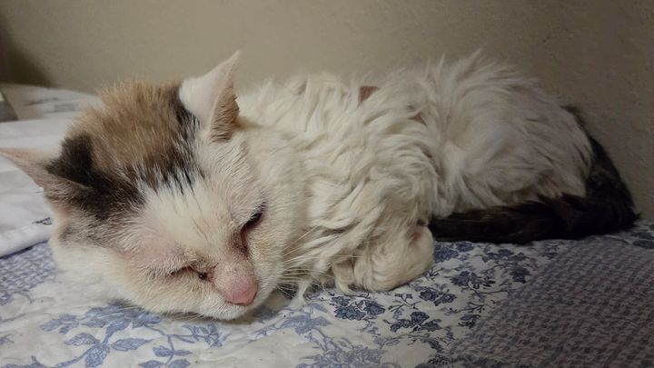 Help Butch Get Urgent Veterinary Care campaign photo, 1 of 4