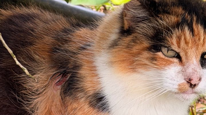 Photo de la campagne Help Oʻahu’s Forgotten Cats Get Care and Safety, 1 sur 8