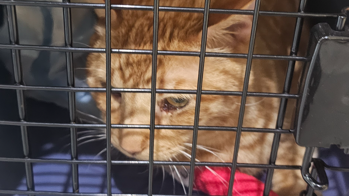 Donate to Save Lilo: Critical Hospital Stay Needed campaign photo, 1 of 8