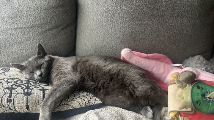 Support Dusty's urgent leg amputation! campaign photo, 1 of 5
