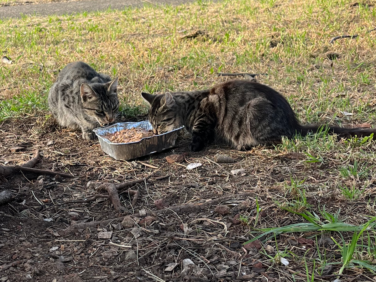 Fundraiser by Charlotte Nagamine : Please Help Me Feed The
