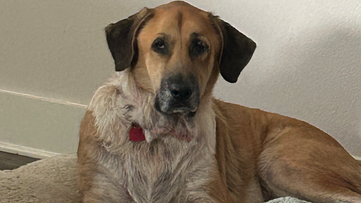 This is Belle. She has aggressive lymphoma. Please help! campaign photo, 1 of 8