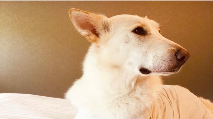 Thunder needs an amputation and chemo campaign photo, 1 of 8