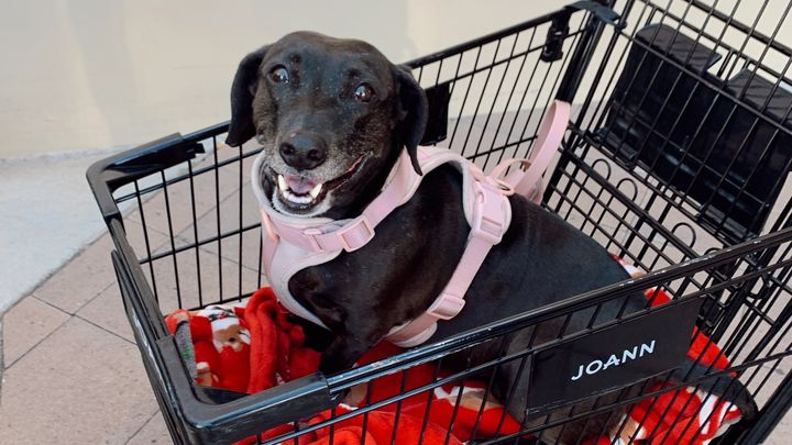 Help Jeanie Get Surgery To Remove Cancer campaign photo, 1 of 8