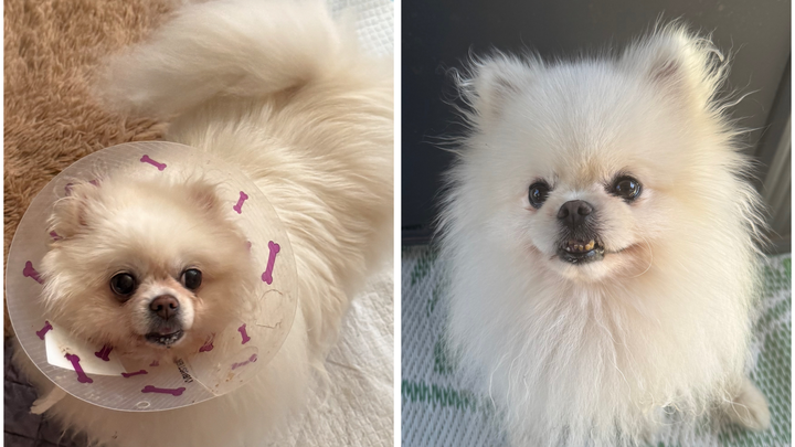 DONATE TO HELP CHLOE & REX ON THEIR HEALING JOURNEY campaign photo, 1 of 6