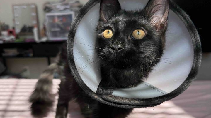 Help Evie the Kitten Get the Urgent Care She Needs campaign photo, 1 of 12