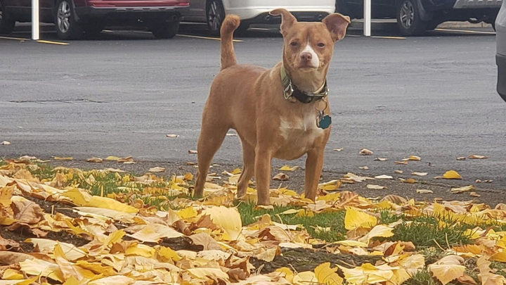 Help Loki Walk Again: Surgery for Pat’s Pup campaign photo, 1 of 8