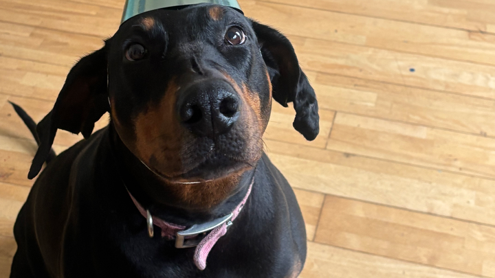 Help with Roxy’s emergency medical expenses campaign photo, 1 of 8