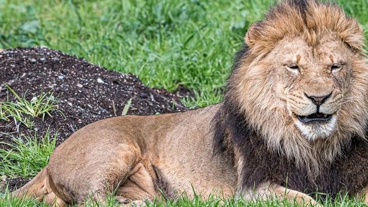 Fundraiser by Cathy Langridge : The Oakland Zoo animals need your support! Fundraiser by Cathy Langridge : The Oakland Zoo animals need your support!