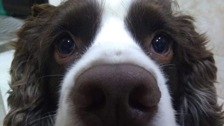 Main fundraiser photo