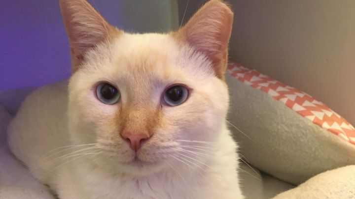 Naughty Cat Cafe COVID-19 Relief Fund campaign photo, 1 of 2