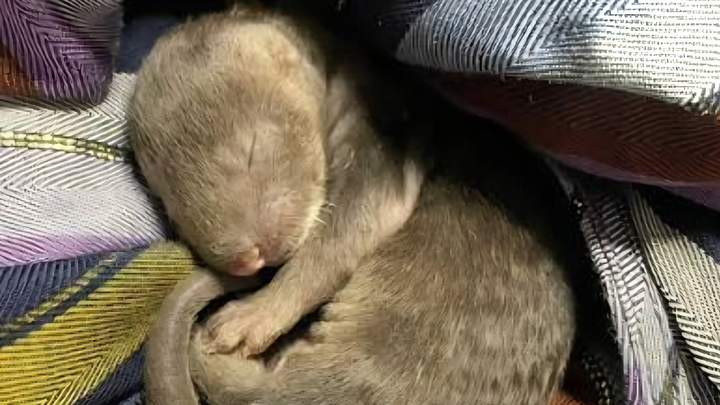 Stop Unnecessary Euthanasia: Help Our Wildlife Quarantine campaign photo, 1 of 8
