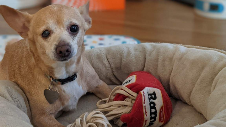 Help Rosie the Rescue Chihuahua Get Well campaign photo, 1 of 8