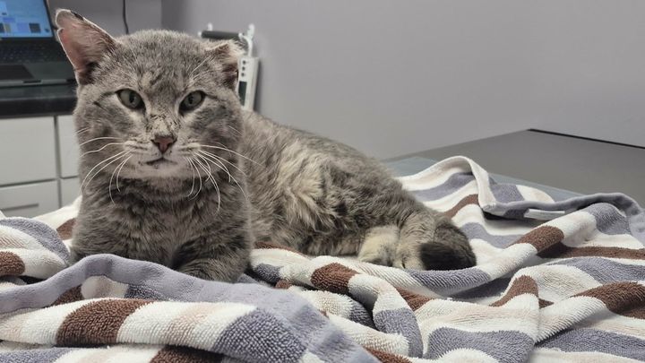 Help a Stray Cat Heal & Restart His Life campaign photo, 1 of 6