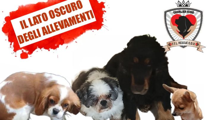 MAXI EMERGENZA: ABBIAMO SVUOTATO UN INFERNO. AIUTATECI campaign photo, 1 of 8