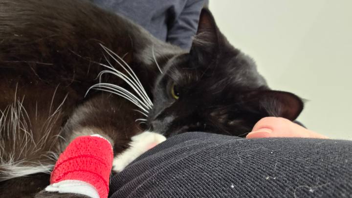 Get Godzilla Back on Her Paws campaign photo, 1 of 6