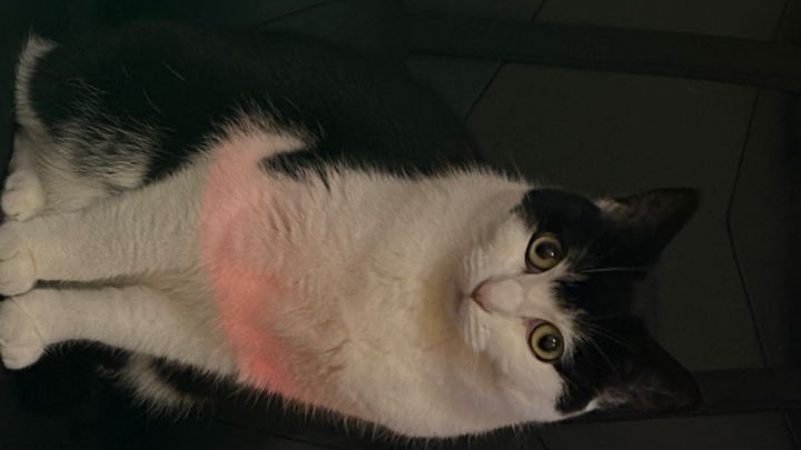 Please help my kitty campaign photo, 1 of 3