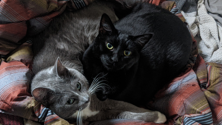 Help Becky Cover Zotzie's Medical Bills campaign photo, 1 of 3