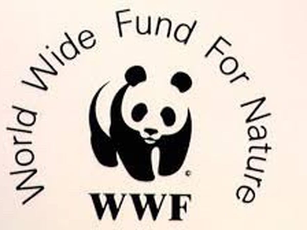 Fundraiser By Lauren Dormato Wwf