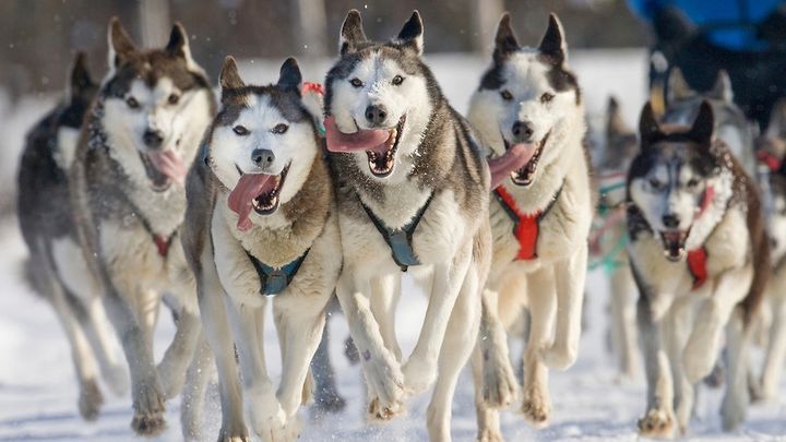Support My Journey to Volunteer for the Iditarod campaign photo, 1 of 8