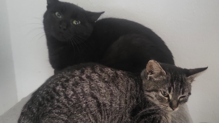 Katzenleid eindämmen, Kastrationen helfen campaign photo, 1 of 3